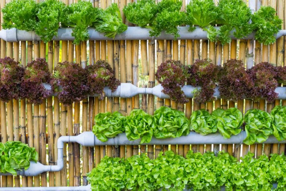 173404 | Talleres de Huerta en Casa: todo lo que hay que saber para cultivos de primavera verano -