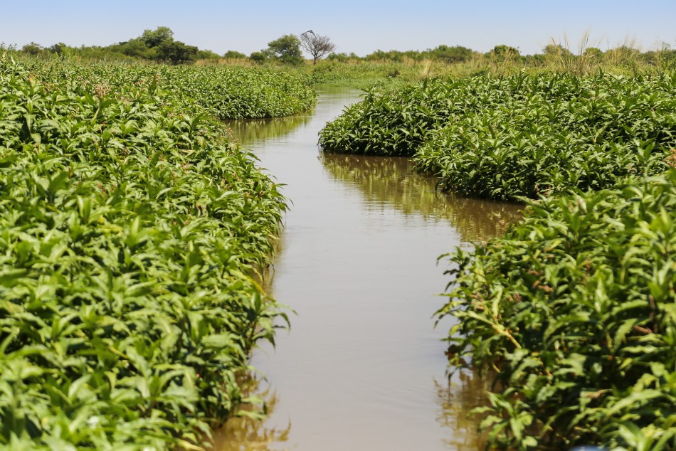 265601 | Legado Deliot en los humedales del Paraná - Municipalidad de Rosario