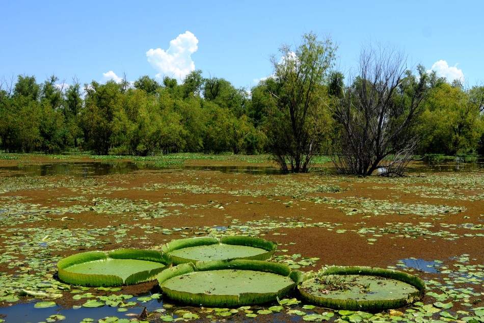 268719 | Humedales islas con y sin fuego  - Subsecretaría de Comunicación Social (Silvio Moriconi)