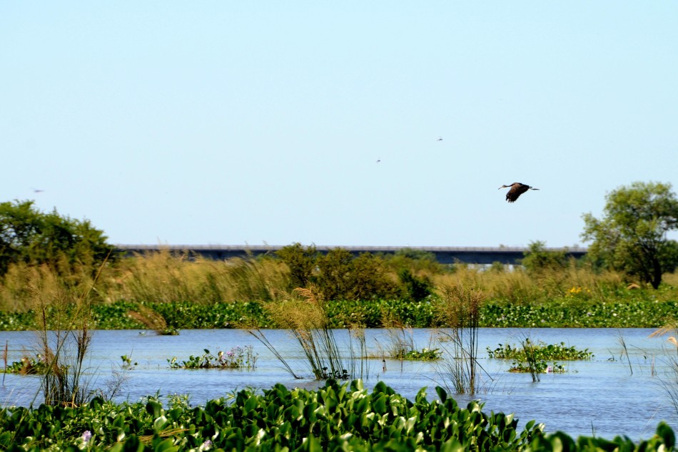 268728 | Humedales - Subsecretaría de Comunicación Social (Silvio Moriconi - archivo)